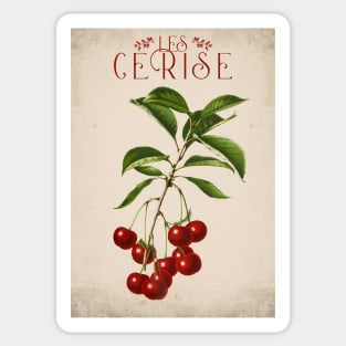 Old fruit poster - Cherries - Vintage - retro Sticker